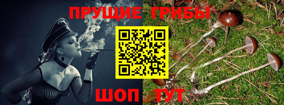 Ногинск  Галлюциногенные грибы Cubensis  Вход с VPN 